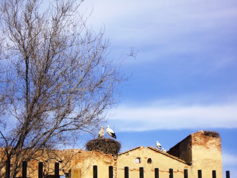 Las cigüeñas te  reciben en una escapada de libro, la ciudad natal de Cervantes