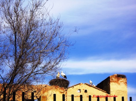 alcala-cervantes-marina-izquierdo-copia-copia